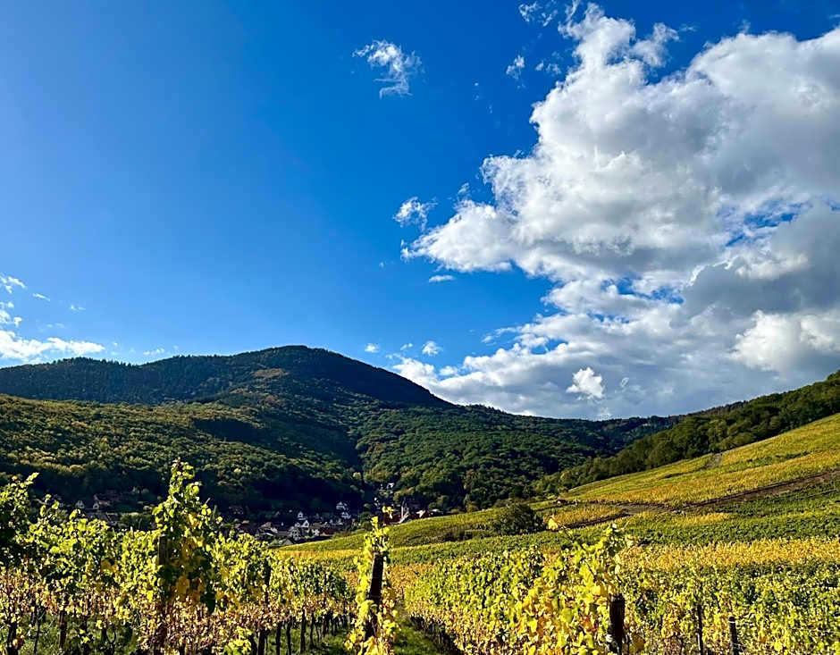 Chambre du Vigneron - Domaine Léon BLEESZ