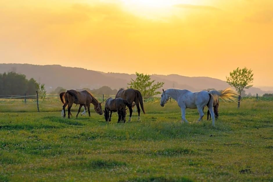 Bio-Pferdehof Fabian