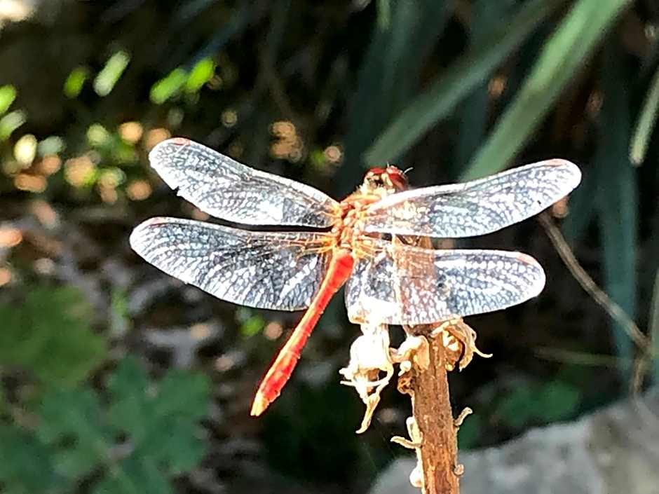 LE DOMAINE DE GORNETON