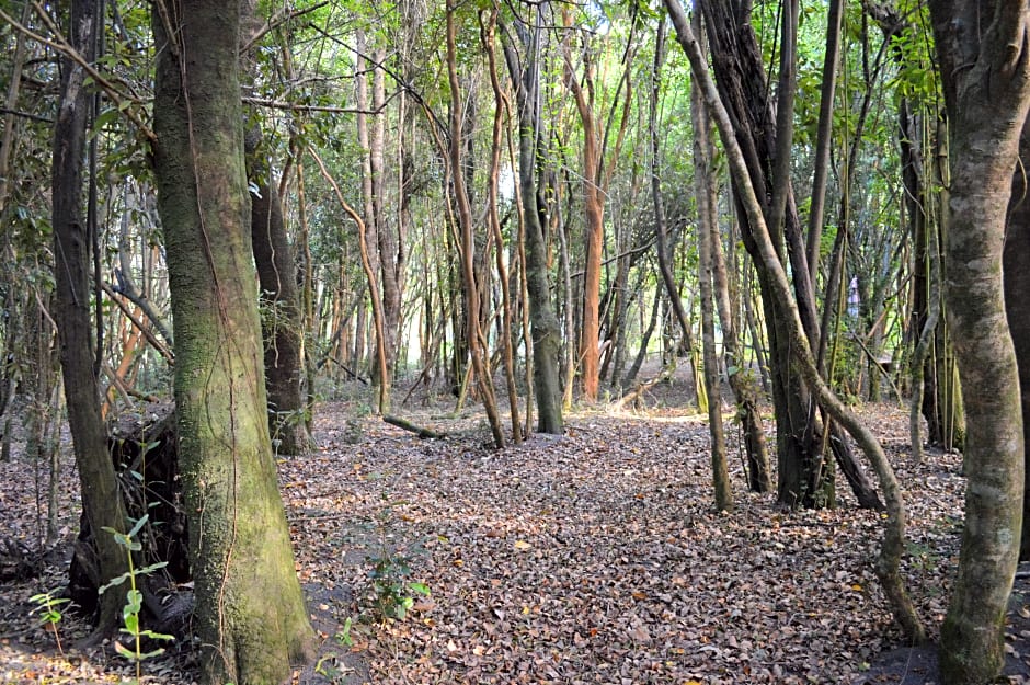 Cabañas Ensenada Bosque Nativo