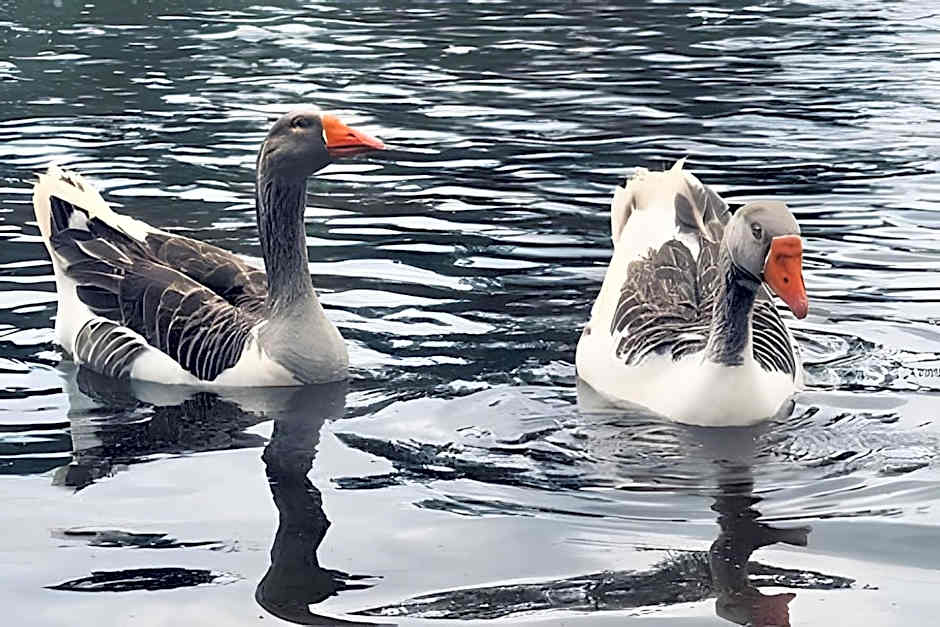 Bouganville Studio Brasília.
