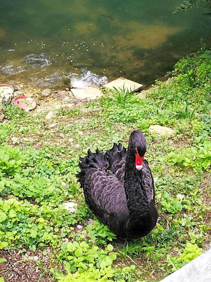 Hotel-Restaurant Bibermühle GmbH