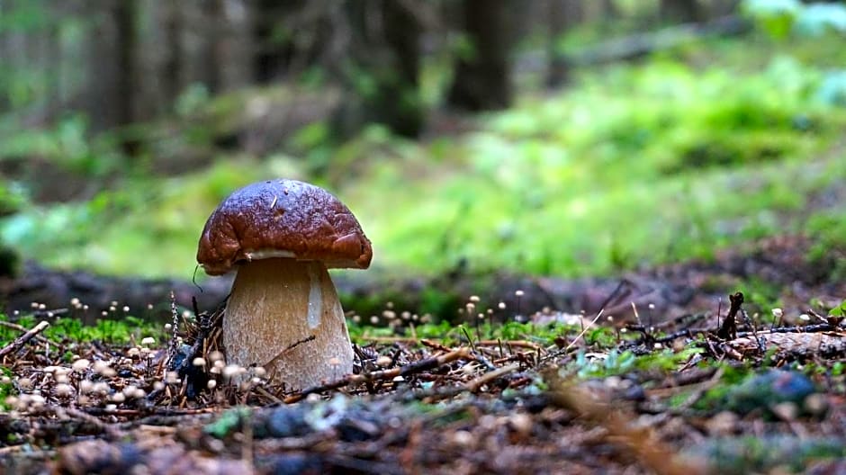 Le Vallon d'Armandine, gîte écologique Auvergne