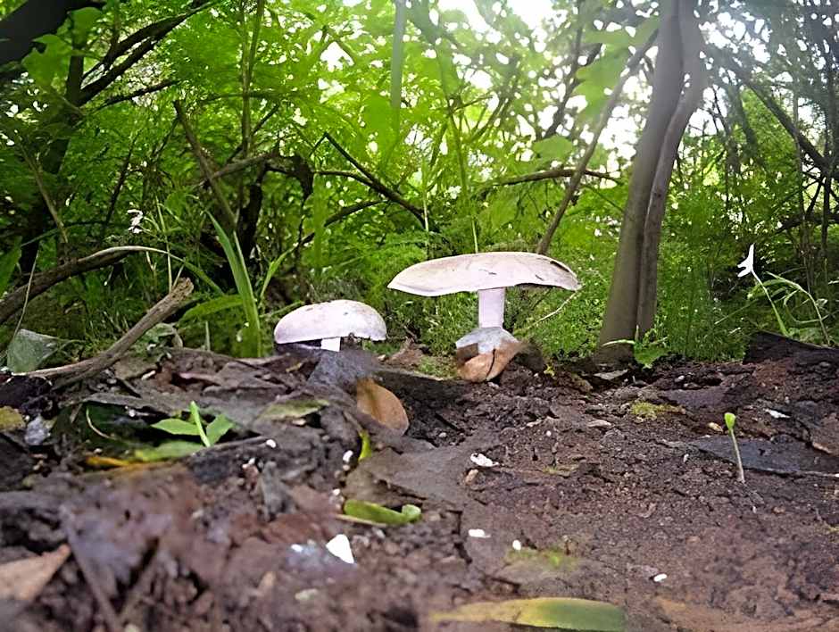 Forest Creek Lodge And Spa