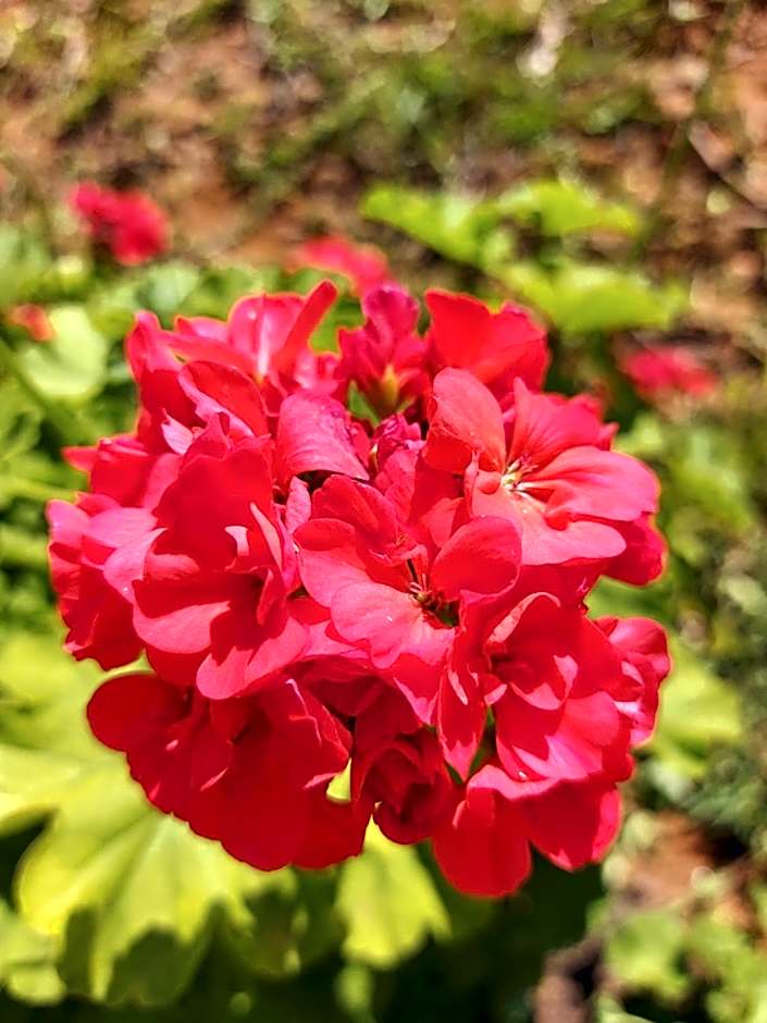 Pousada e Pesque e Pague Vista Alegre