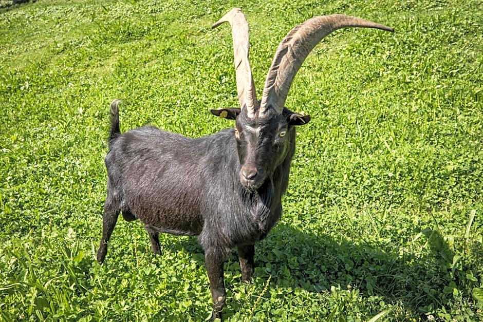 Aparthotel Paradies - Schrempfgut