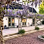 Wisteria Österlen