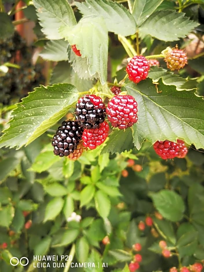 Tettoeletto Garden Bio