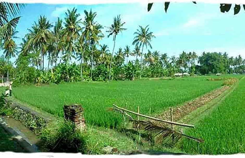 Sawah Lovina
