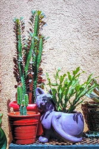 Posada Lupita