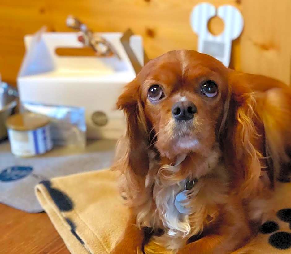 Sapia Hotel Rheinsberg