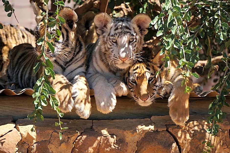 Boskoppie Lion & Tiger Reserve