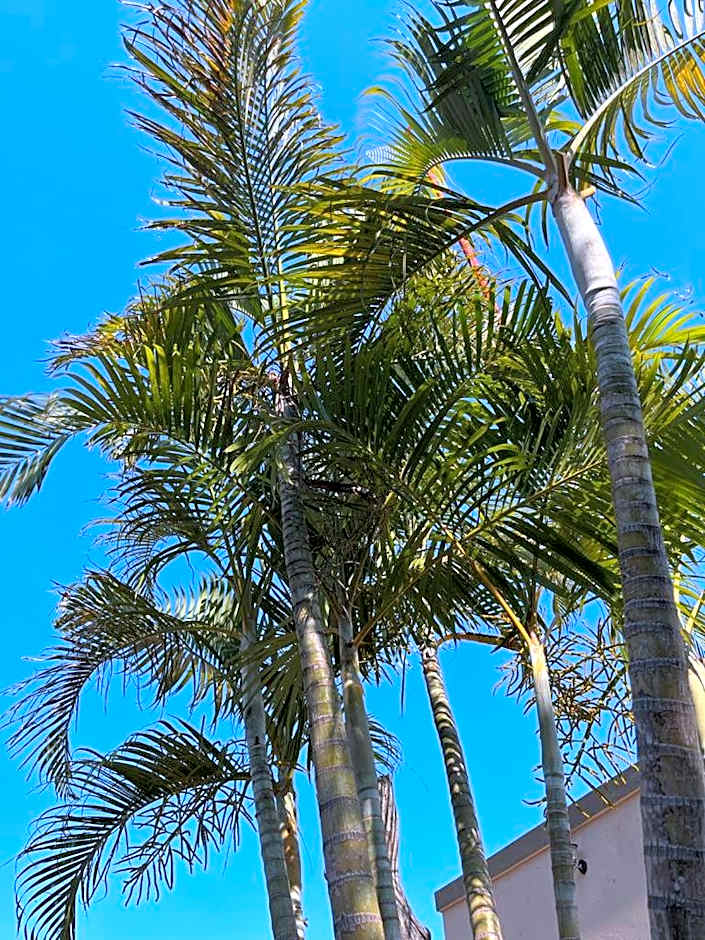 SERENE ACCOMMODATION PALACE