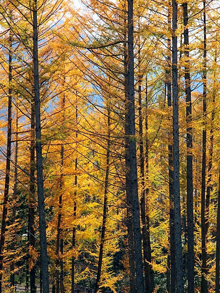 Log Hotel Larch Lake Kanayama