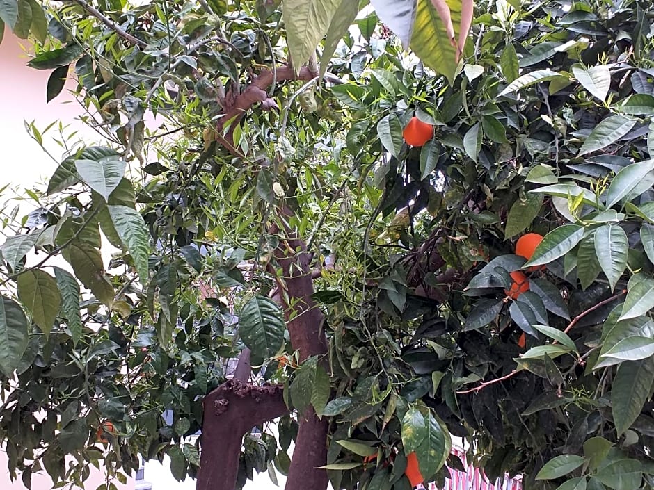 Appartamento B&B Domus Pompei