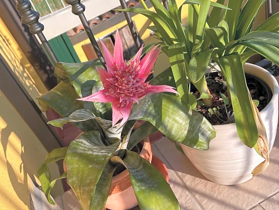 La casa di Celeste B&B