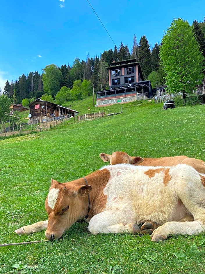 Ayder Villa de Pelit Hotel