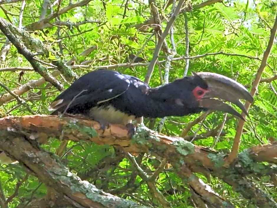 Hippo Waterfront Lodge