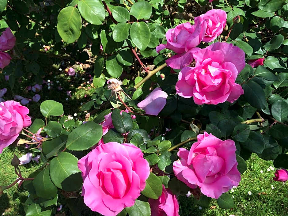 Hotel La Casona de Nueva