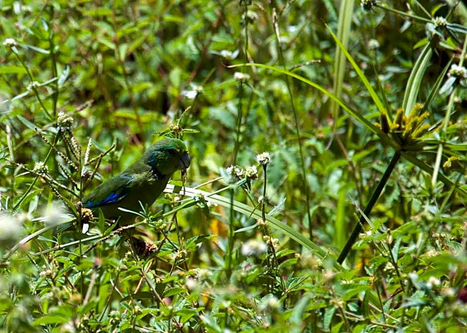 Recanto dos Dendês Chalés
