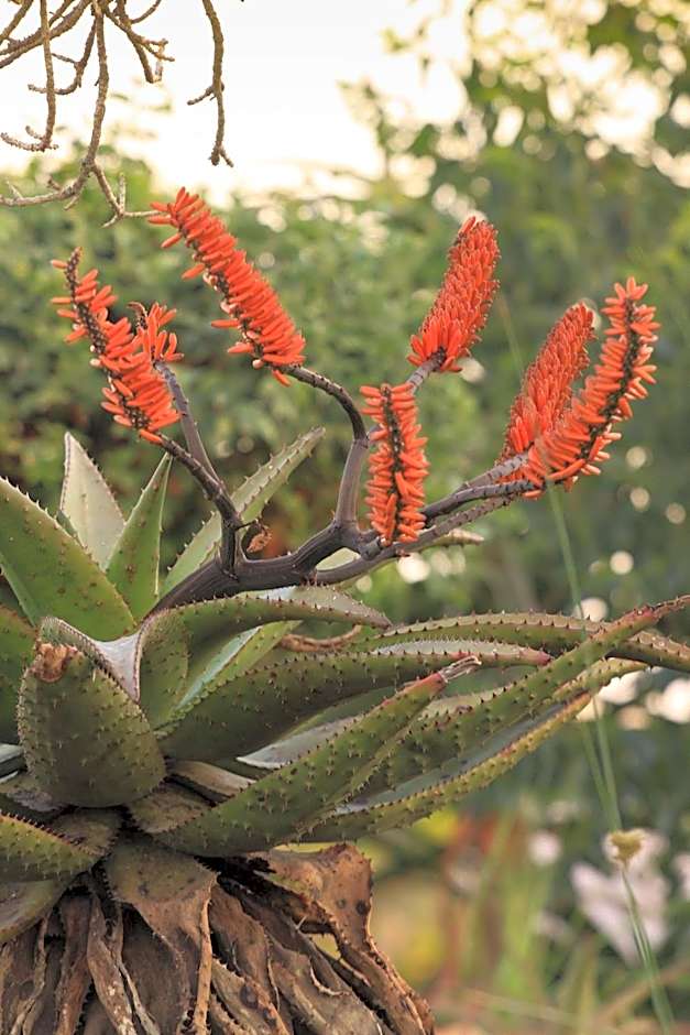 Aloe View Rock Lodge