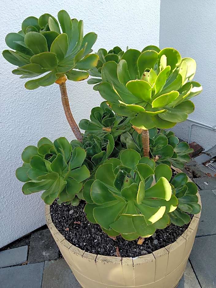 Gateway Motor Lodge - Wanganui