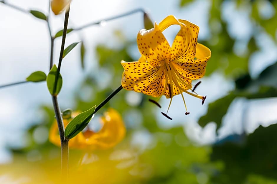 Apartment Hotel Elvis