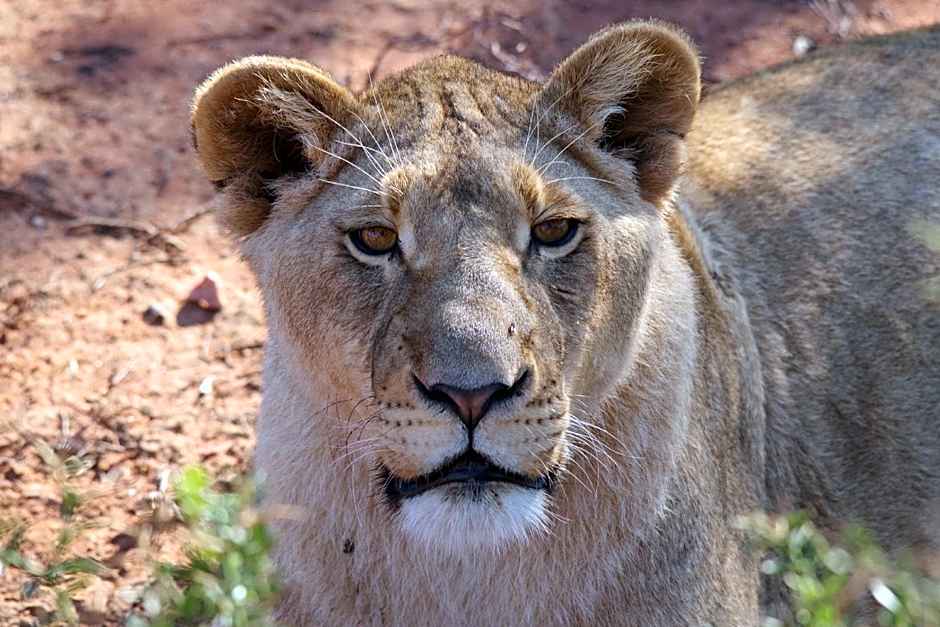 Buffelsdrift Game Lodge and Hotel