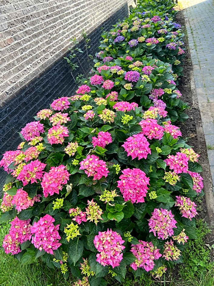 B&B nancy in holland met eigen badkamer , Jacuzzi niet inclusief , independent bathroom jacuzzi not included