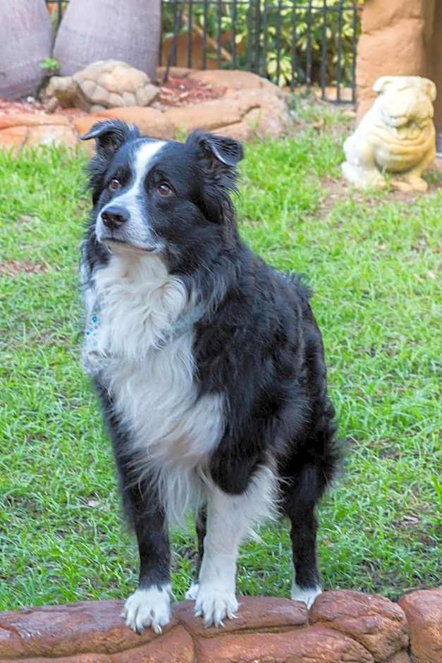 Richard's Pet Friendly Motel