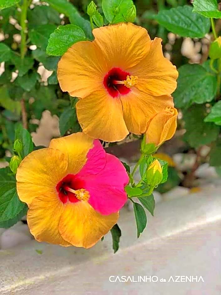 Casalinho da Azenha - Charm House