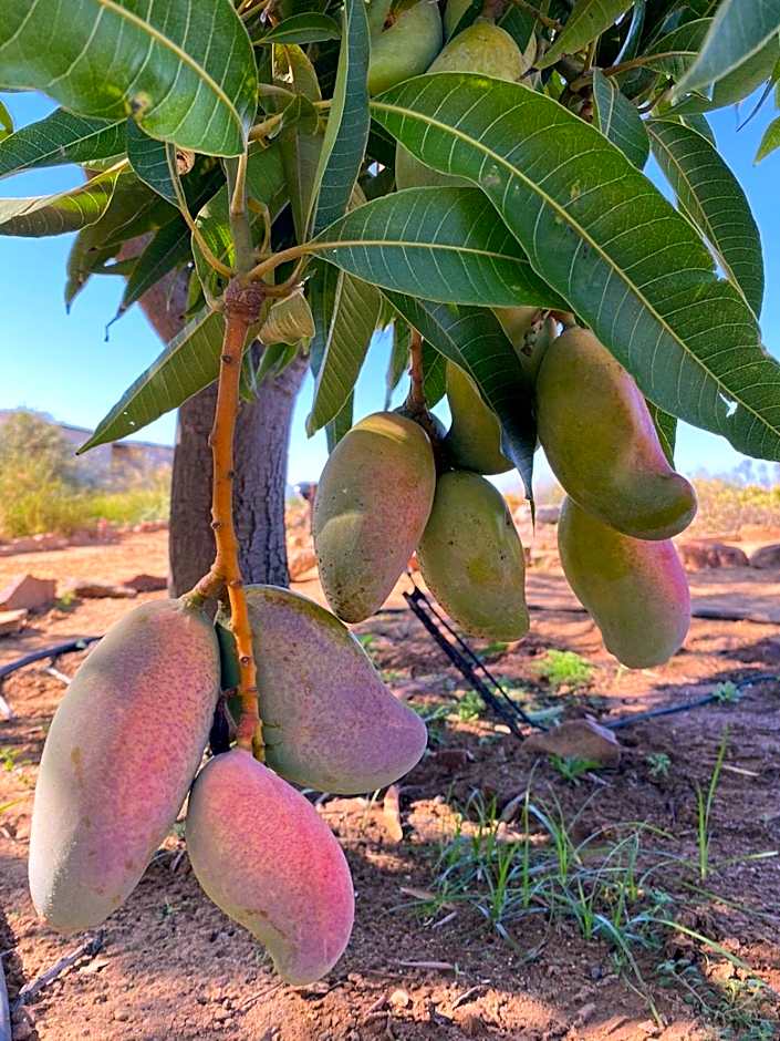 Simbavati Cederberg Ridge