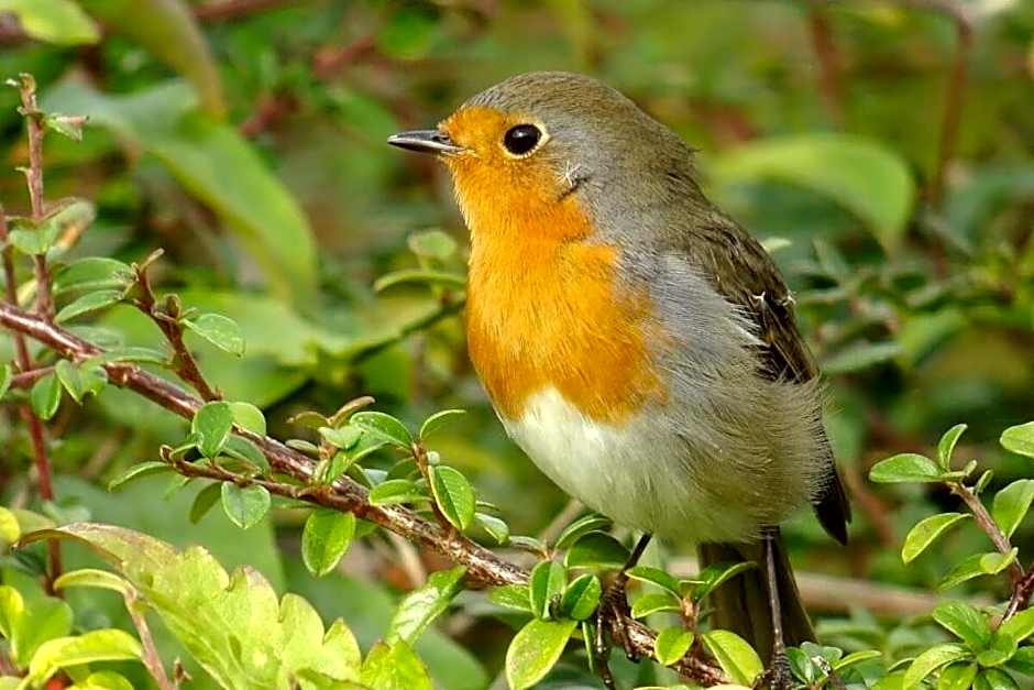 Le Village Enchanteur