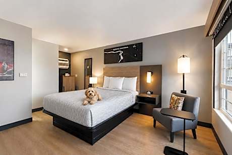 Standard Queen Room - Pet Friendly