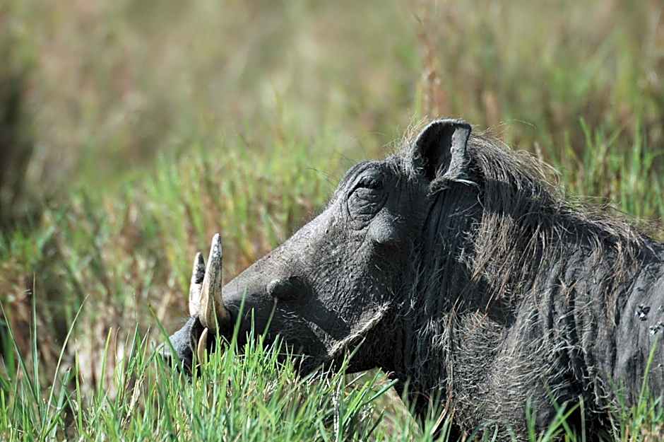 Mara Intrepids Tented Camp
