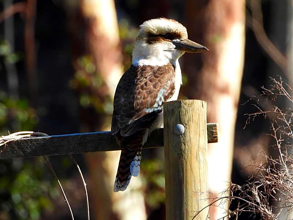 The Bower At Broulee