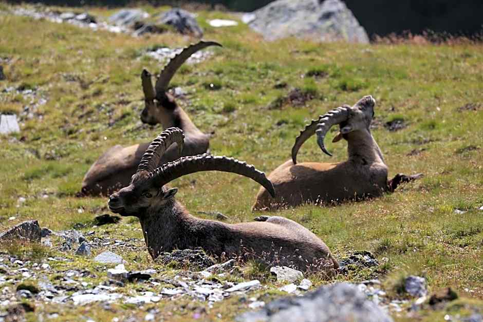 Wanderhotel Taurerwirt