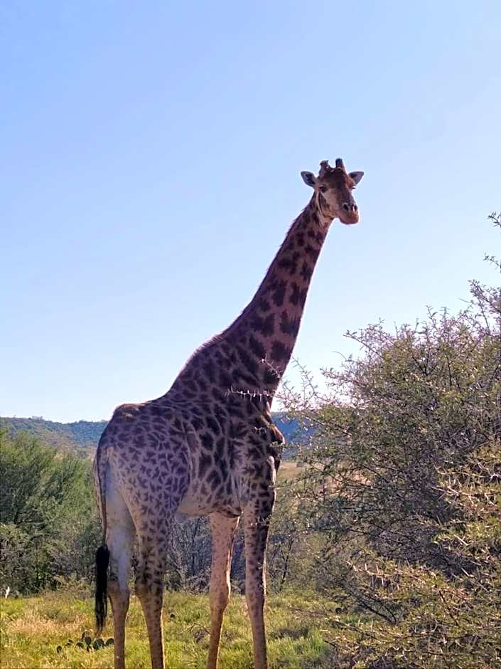 Weltevreden Game Lodge