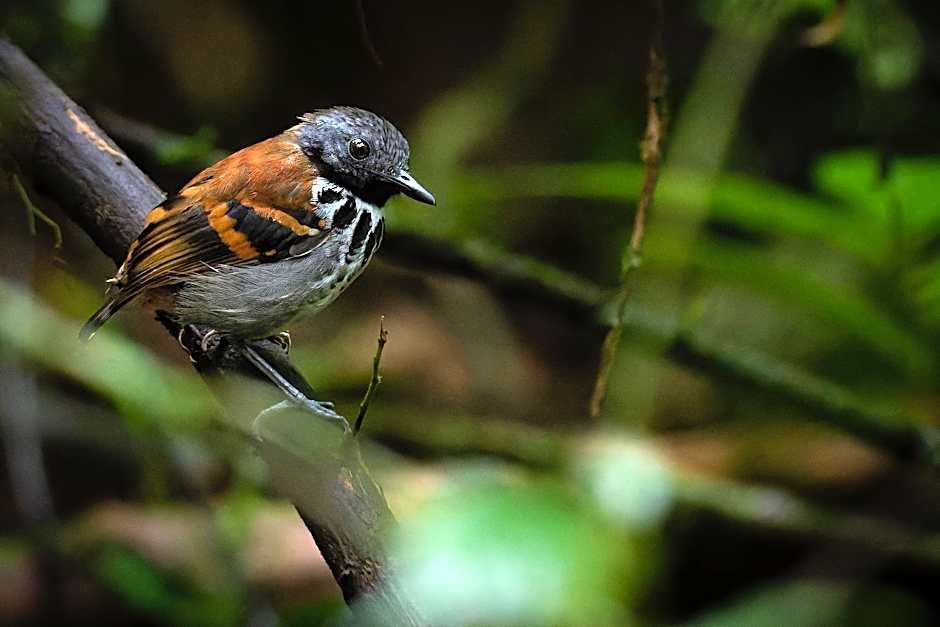 Chachagua Rainforest Hotel & Hot Springs
