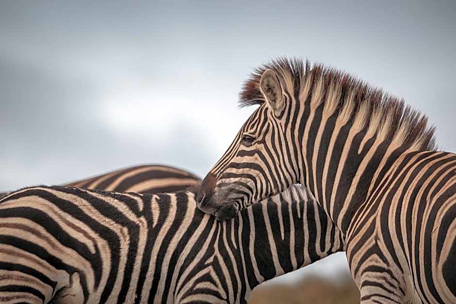 Hlosi Game Lodge - Amakhala Game Reserve