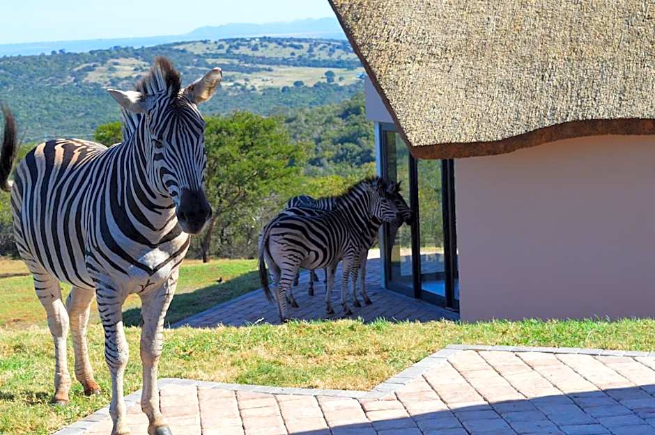 JBay Zebra Lodge