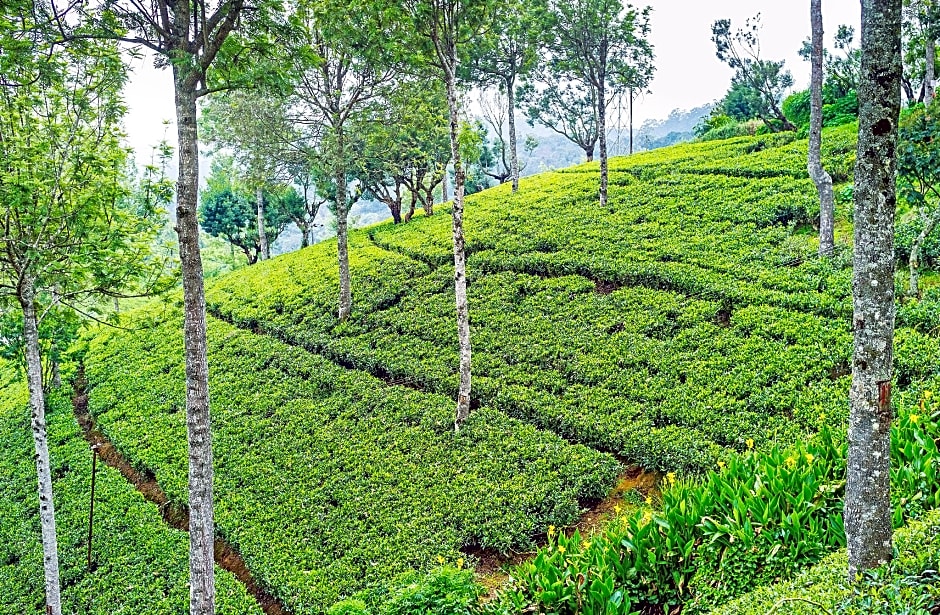 Heritance Tea Factory