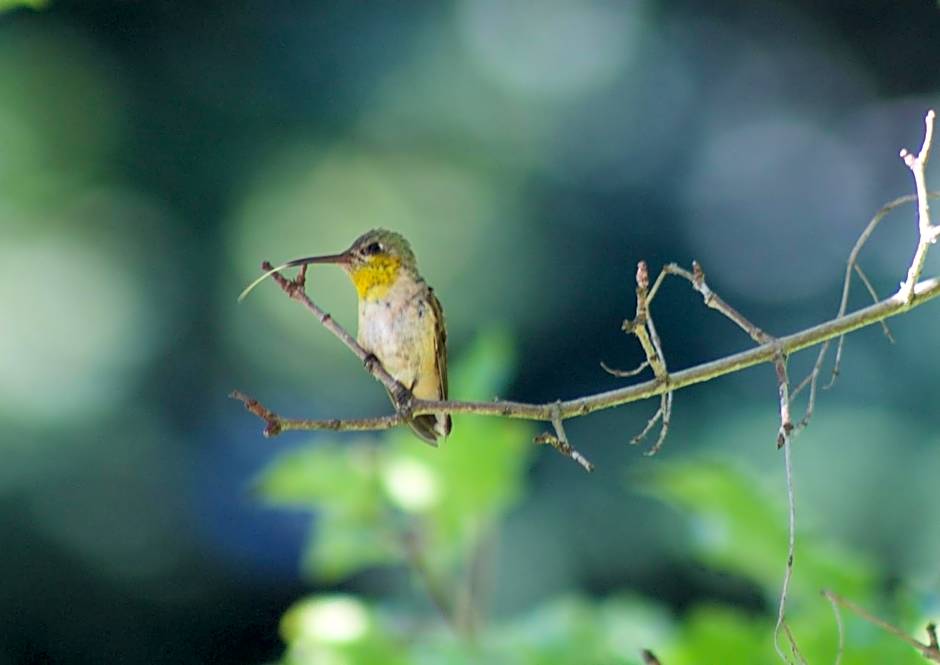 Windborne Bed & Breakfast