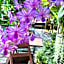 KTS Balinese Villas