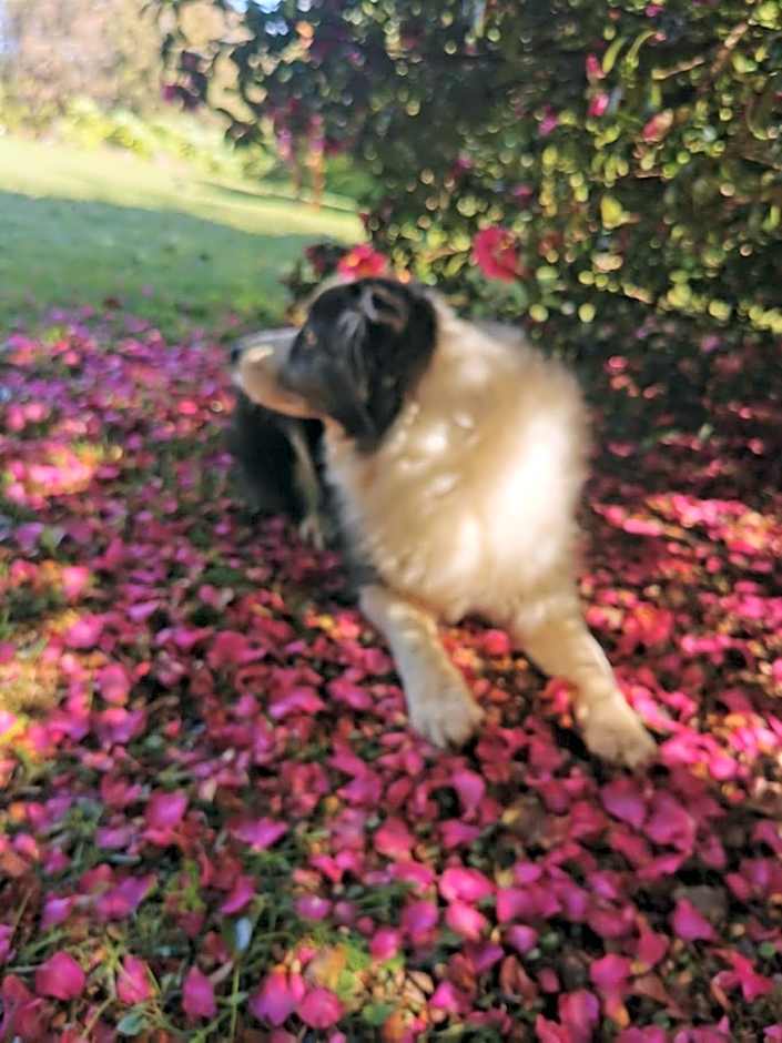 Wyndover Mountain Retreat