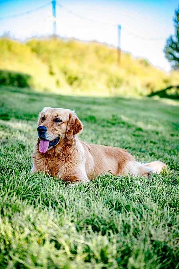 TinyParks Eiland Tiengemeten