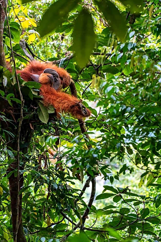 Asim Paris Guesthouse & jungle trekking