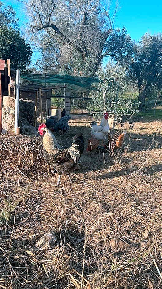 Agriturismo Tenuta Calitre