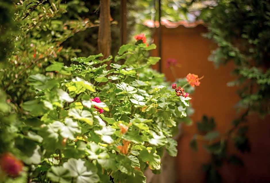 Family Hotel Saint Iliya
