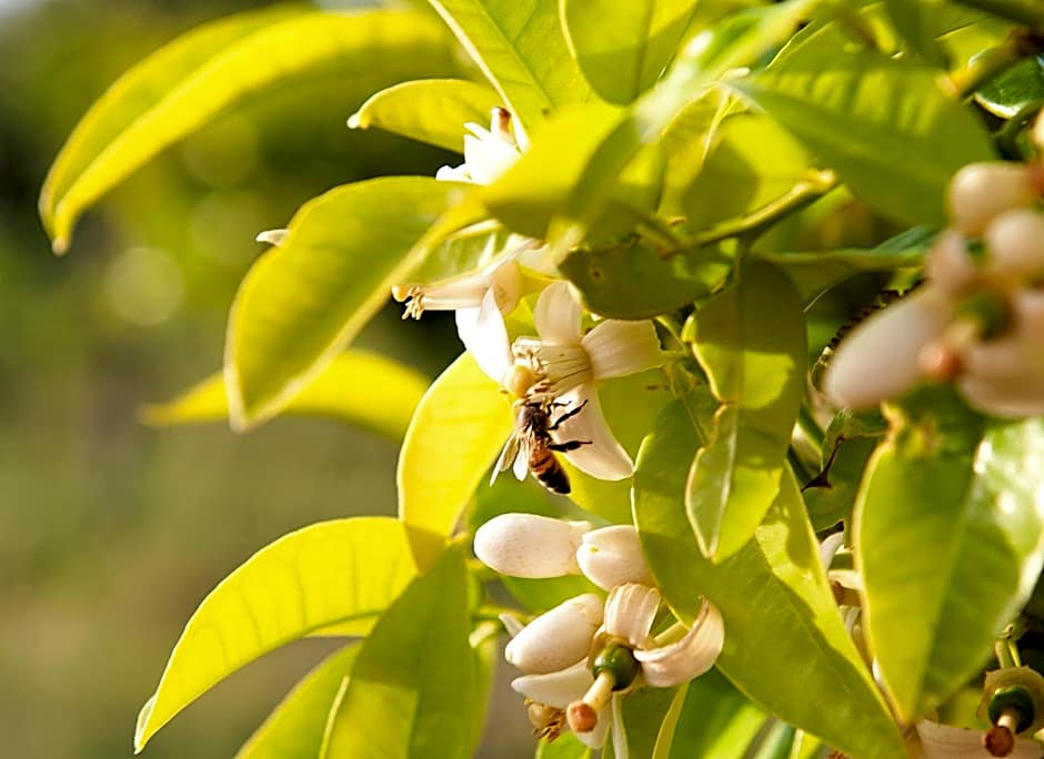 Masseria Della Volpe